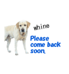 Labrador Retriever POP Sticker（個別スタンプ：14）