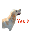 Labrador Retriever POP Sticker（個別スタンプ：31）