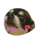チワンズ（個別スタンプ：1）