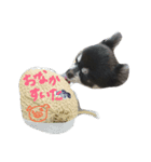 チワンズ（個別スタンプ：10）