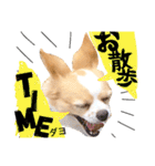可愛いチワワ、ソラ君（個別スタンプ：2）
