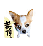 可愛いチワワ、ソラ君（個別スタンプ：9）