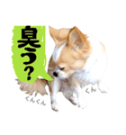 可愛いチワワ、ソラ君（個別スタンプ：12）