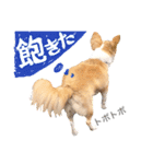可愛いチワワ、ソラ君（個別スタンプ：16）