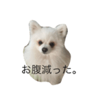 犬のちぇりちゃん（個別スタンプ：1）