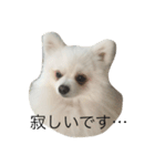 犬のちぇりちゃん（個別スタンプ：2）