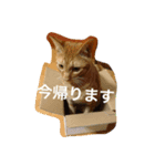 うちのねこず③（個別スタンプ：2）