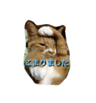 うちのねこず③（個別スタンプ：3）