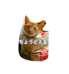 うちのねこず③（個別スタンプ：4）