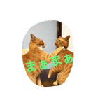 うちのねこず③（個別スタンプ：6）