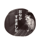 うちのねこず③（個別スタンプ：7）
