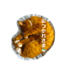うちのねこず③（個別スタンプ：8）