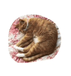 うちのねこず②（個別スタンプ：4）