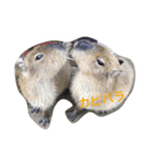 可愛い動物たち。（個別スタンプ：2）