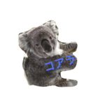 可愛い動物たち。（個別スタンプ：6）