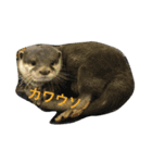 可愛い動物たち。（個別スタンプ：8）