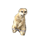 可愛い動物たち。（個別スタンプ：15）