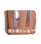 華麗なる山本家（個別スタンプ：10）