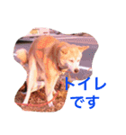 華麗なる山本家（個別スタンプ：21）