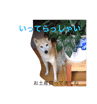 華麗なる山本家（個別スタンプ：28）