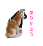華麗なる山本家（個別スタンプ：30）
