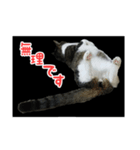 猫スタンプ(たいちゃん)（個別スタンプ：1）