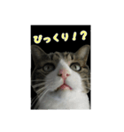 猫スタンプ(たいちゃん)（個別スタンプ：4）