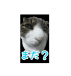 猫スタンプ(たいちゃん)（個別スタンプ：5）