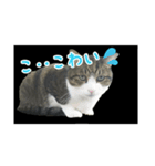 猫スタンプ(たいちゃん)（個別スタンプ：8）