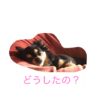 愛しのカカオ（個別スタンプ：1）