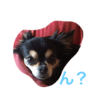 愛しのカカオ（個別スタンプ：3）