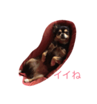 愛しのカカオ（個別スタンプ：4）