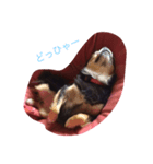 愛しのカカオ（個別スタンプ：7）