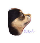 愛しのカカオ（個別スタンプ：8）