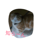 ジュン様（個別スタンプ：6）