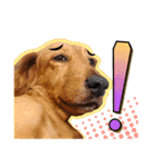 Golden Dachshund Lily（個別スタンプ：1）