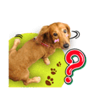Golden Dachshund Lily（個別スタンプ：2）