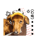 Golden Dachshund Lily（個別スタンプ：4）