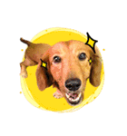 Golden Dachshund Lily（個別スタンプ：5）
