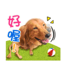 Golden Dachshund Lily（個別スタンプ：6）