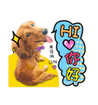 Golden Dachshund Lily（個別スタンプ：7）