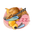 Golden Dachshund Lily（個別スタンプ：10）