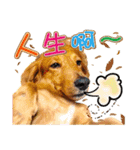 Golden Dachshund Lily（個別スタンプ：11）