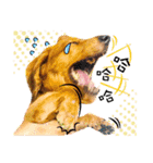 Golden Dachshund Lily（個別スタンプ：12）