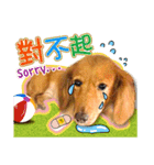Golden Dachshund Lily（個別スタンプ：13）