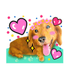 Golden Dachshund Lily（個別スタンプ：14）