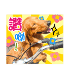 Golden Dachshund Lily（個別スタンプ：16）