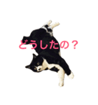 ジジとキキ5周年記念スタンプ（個別スタンプ：2）