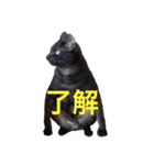 ジジとキキ5周年記念スタンプ（個別スタンプ：12）