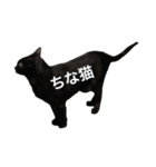 ジジとキキ5周年記念スタンプ（個別スタンプ：14）